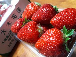 【写真】千葉・成田の大木苺園さんの“おいCベリー”