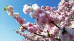 愛知平和町日光川八重桜
