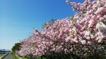 愛知平和町日光川八重桜