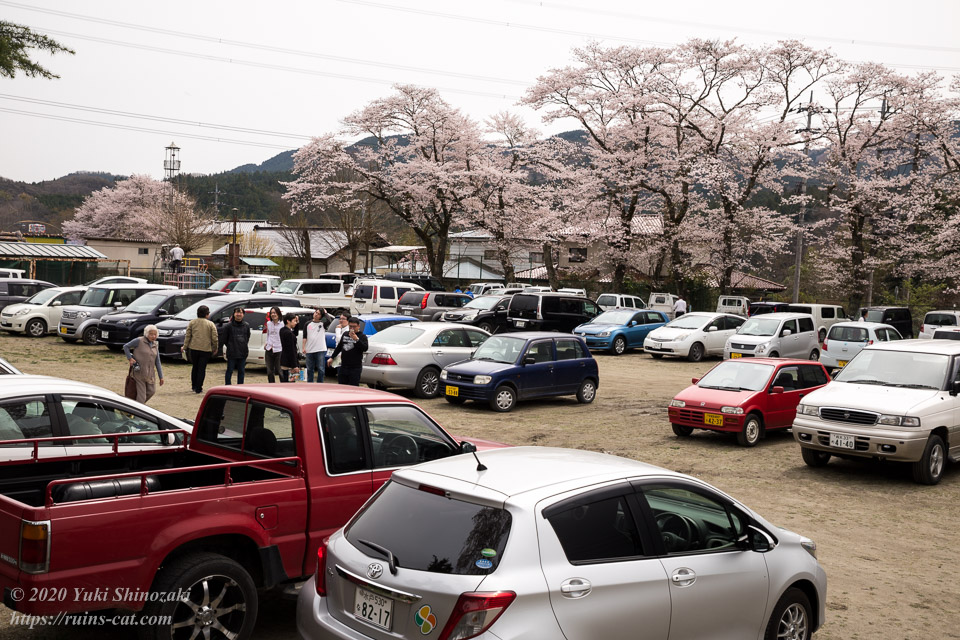 桜の咲く校庭には所狭しと車が駐まっている