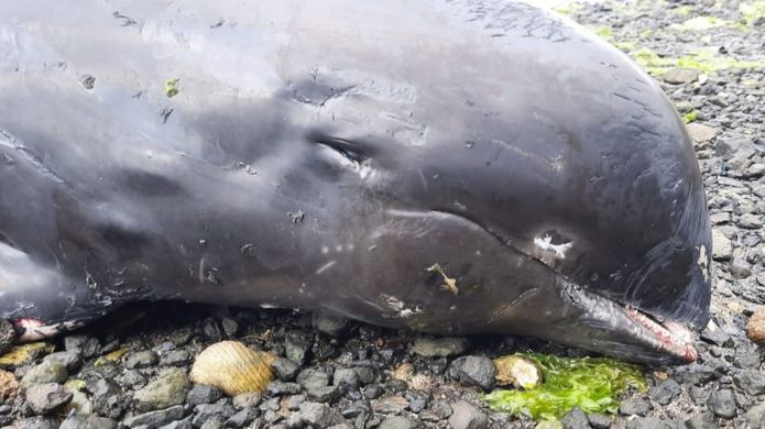 モーリシャスの海岸には死んだイルカ