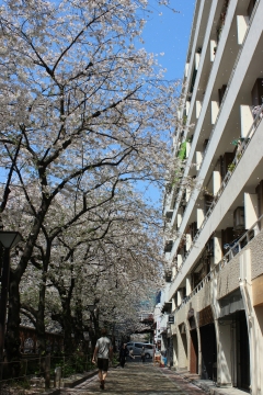 R02040203目黒川沿い桜並木