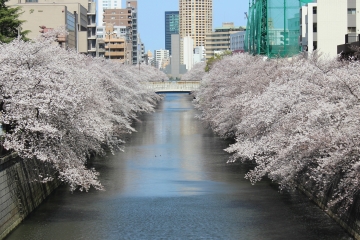 R02040213目黒川沿い桜並木