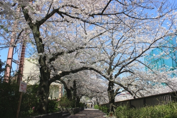 R02040214目黒川沿い桜並木