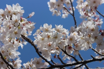 R02040216目黒川沿い桜並木