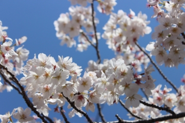 R02040217目黒川沿い桜並木