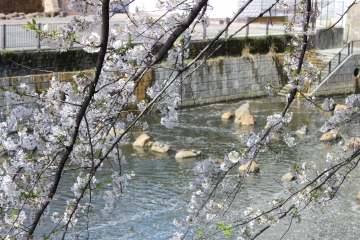 R02040218目黒川沿い桜並木