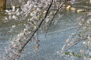 R02040219目黒川沿い桜並木