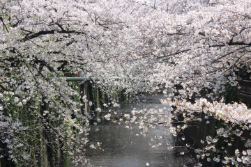 R02040220目黒川沿い桜並木