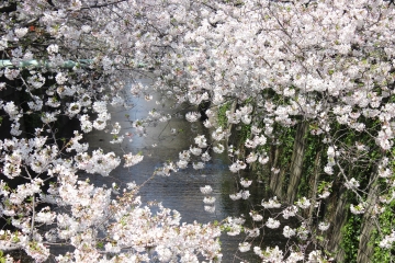 R02040221目黒川沿い桜並木
