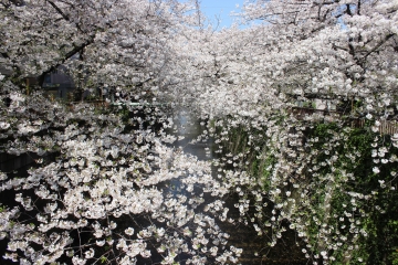 R02040222目黒川沿い桜並木