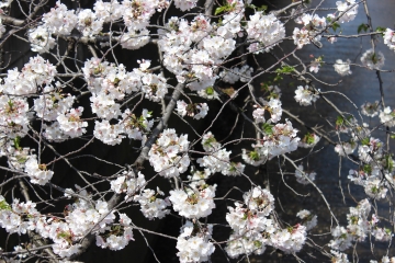 R02040223目黒川沿い桜並木