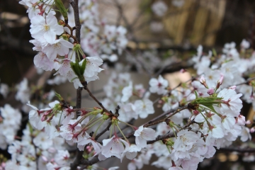 R02040225目黒川沿い桜並木