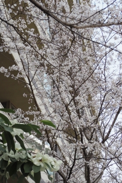 R03031718目黒川沿い桜並木