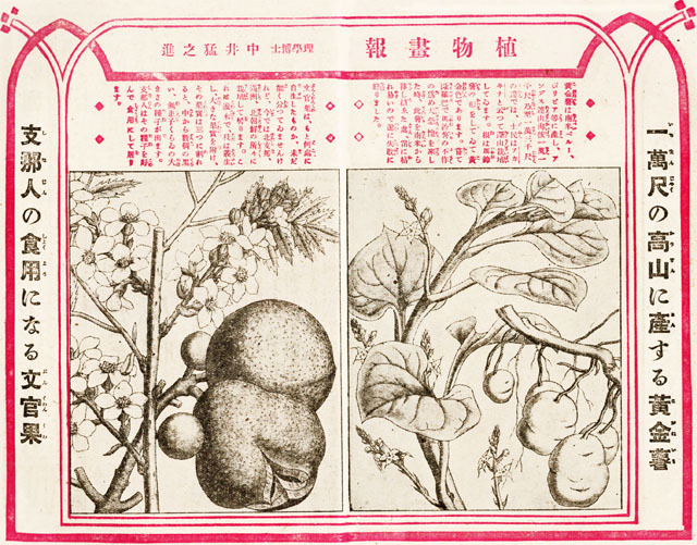 植物画報1917oct