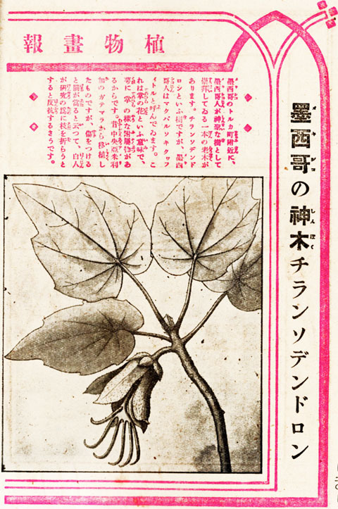 植物画報1917dec