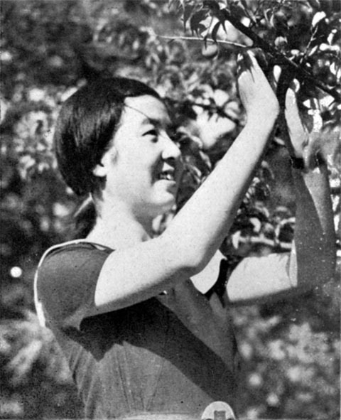 梅の実を摘む女1937jul