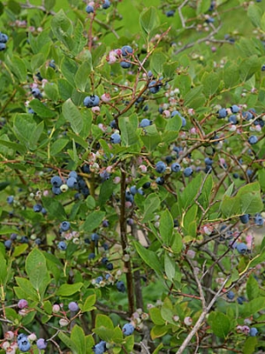 blueberry1.jpg