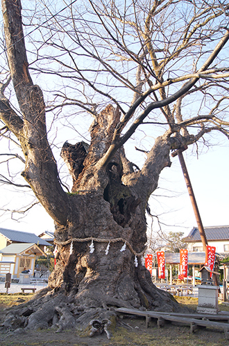 駒つなぎのケヤキ - 出会った巨樹