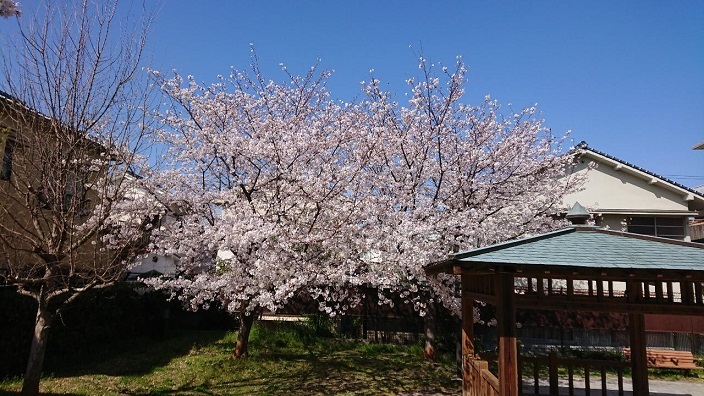 202104桜咲く (3)