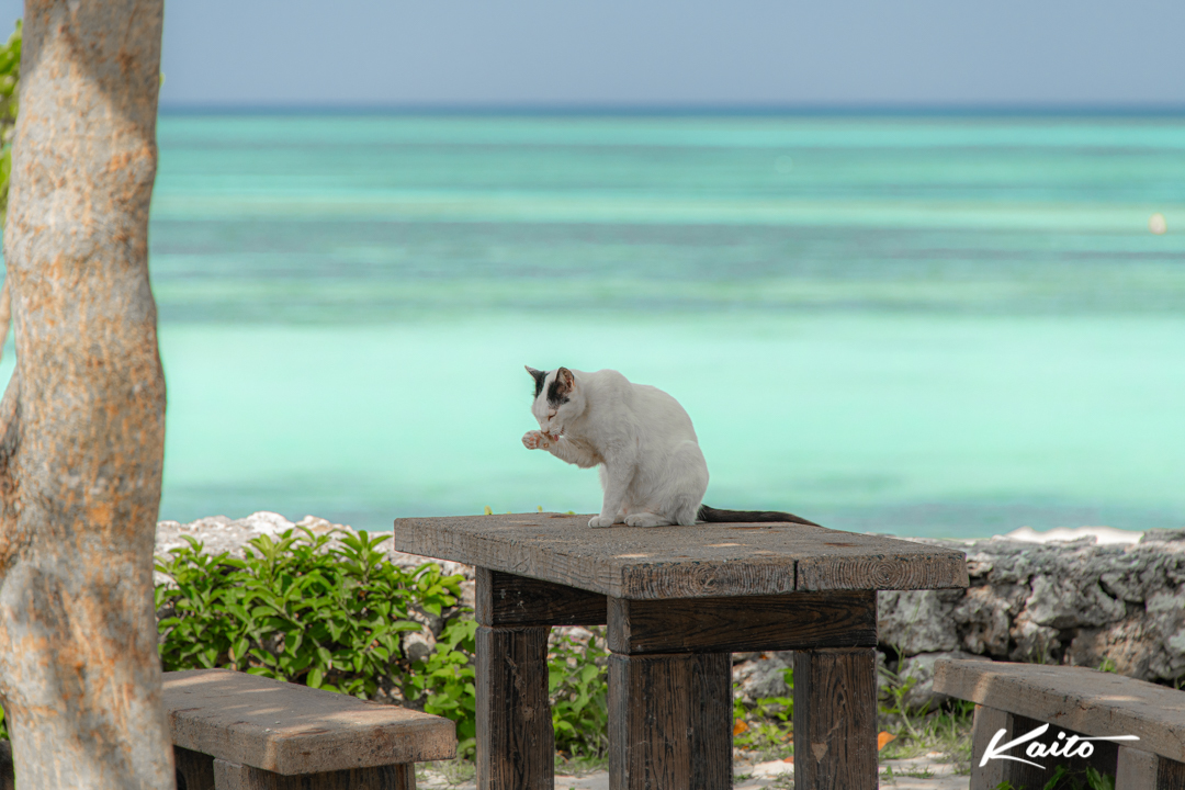 竹富島　コンドイビーチの猫