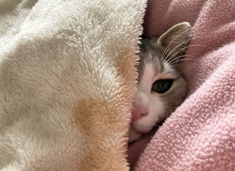 猫　ペット　ベッド