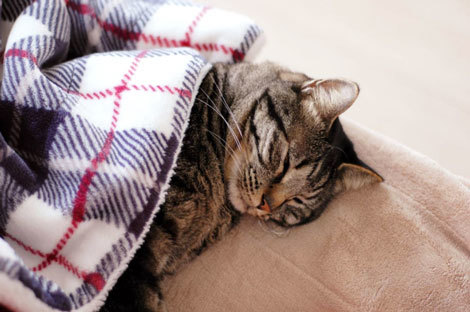 スキンケア　ベッド　猫