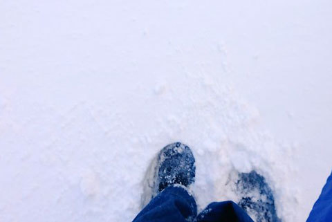 積雪　犬　散歩